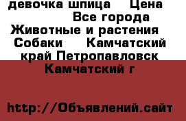 девочка шпица  › Цена ­ 40 000 - Все города Животные и растения » Собаки   . Камчатский край,Петропавловск-Камчатский г.